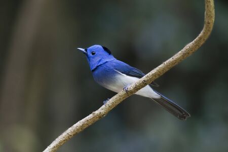 Beautiful little blue bird, Black-naped Monarchの写真素材