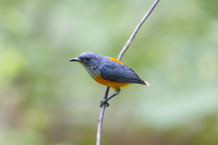Beautiful small bird, orange-bellied flower-pecker on the green backgroundの写真素材
