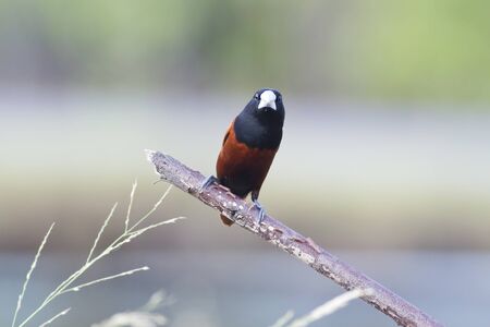 Beautiful small bird, Chestnut Munia standing on the branch near the lake