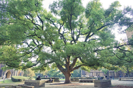The giant tree spread its branches all over the plazaのeditorial素材