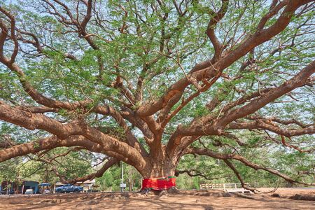 The giant rain tree, Kanchanaburi, Thailandの写真素材