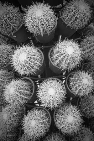 Cactus in the park, natural light backgroundの写真素材