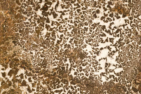 dry weed on cement wall