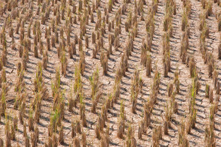 rice field that has been harvestの写真素材
