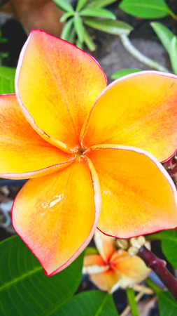 Yellow flower in natural lightの写真素材