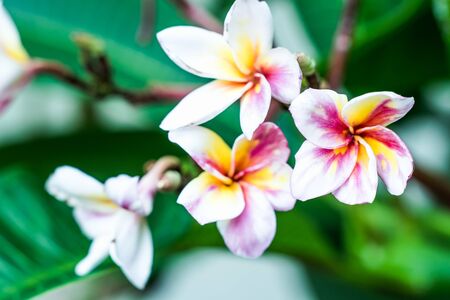 Plumeria spp. (frangipani flowers) in natural lightの写真素材