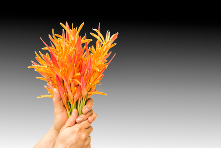 Heliconia flowers in handsの写真素材