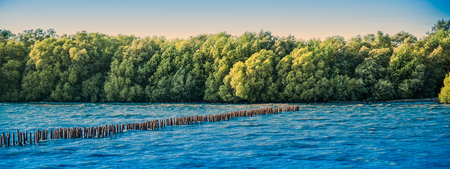 Beautiful panoramic of healthy lush mangrove forest at Bang Khun Thian Bangkok Thailandの写真素材
