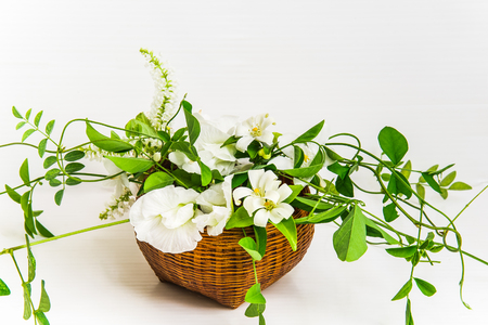 Basket of white flowers isolated on whiteの写真素材