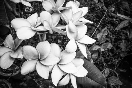 Plumeria in natural light, Backgroundsの写真素材