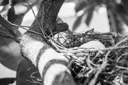 White eggs lying in a bird's nestの写真素材