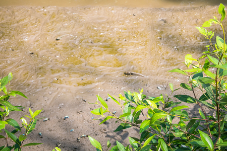 Mudskipper, Amphibious fish in mangrove forestの写真素材