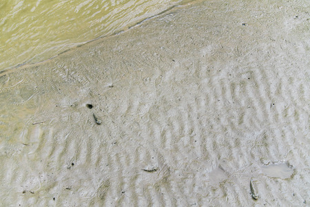 Mudskipper, Amphibious fishの写真素材