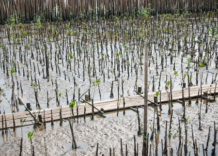 Mangrove tree in natural lightの写真素材