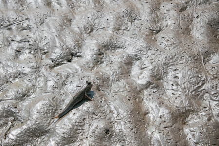 Mudskipper, Amphibious fish in mangrove forest