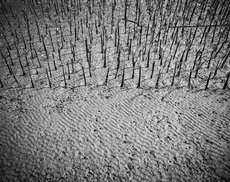 Mangrove forest in natural light
