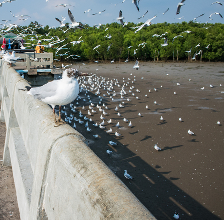 Seagulls bird at the sea Bangpu Samutprakarn Thailandの写真素材
