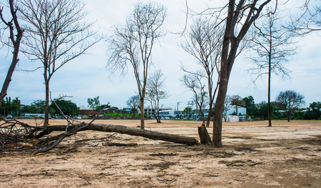 Landscape of trees and skies in countryside, Thailandの写真素材