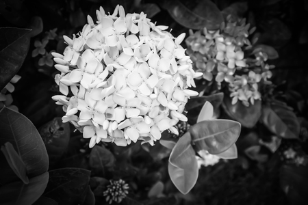 Close up of ixora yellow flower blossoming in the garden on spring green background - West indian jasmine flower in rubiaceae familyの写真素材