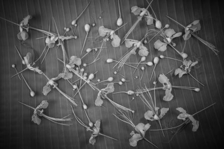 Caesalpinia pulcherrima, Peacock flowers on banana leaves background