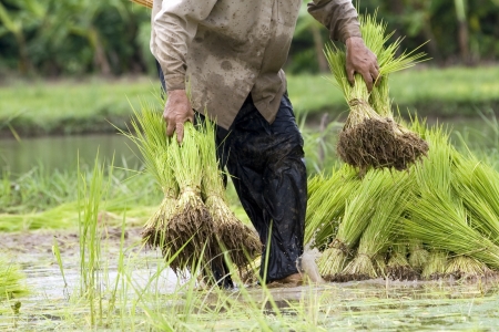 rice plantationの写真素材