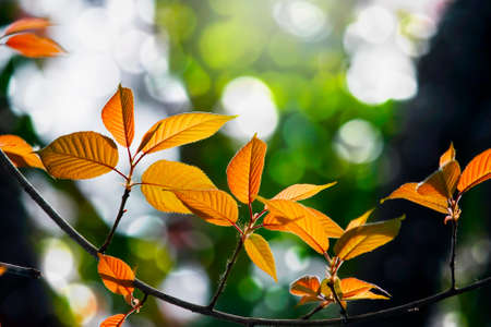 Autumn leaves 