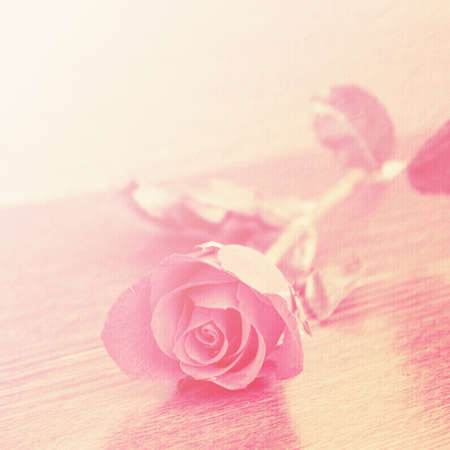 Sweet pink rose in soft focus on wood background for Valentineの写真素材