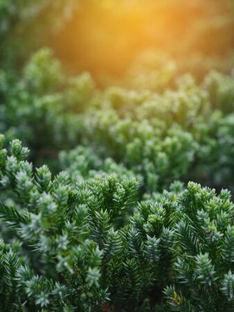 pine plant tree with light effect background for christmas and new year seasoning.の写真素材