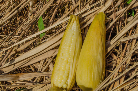  boiled corn