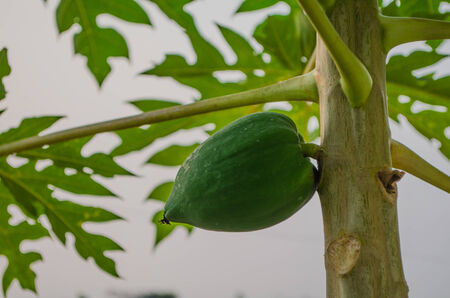 papayaの写真素材