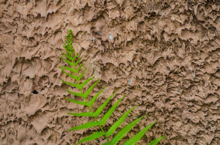 Leaves and wallsの写真素材