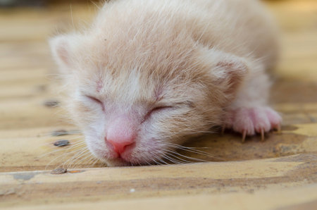 catの写真素材