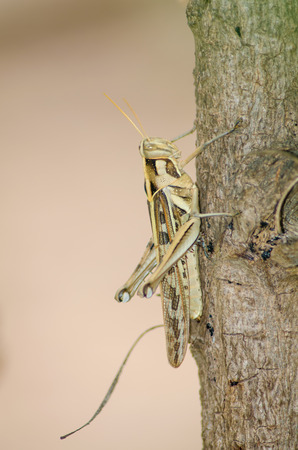 grasshopperの写真素材