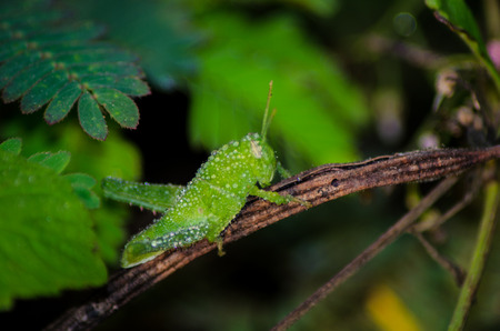 Grasshopper