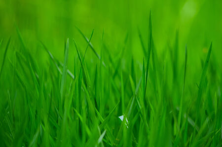 Grassの写真素材