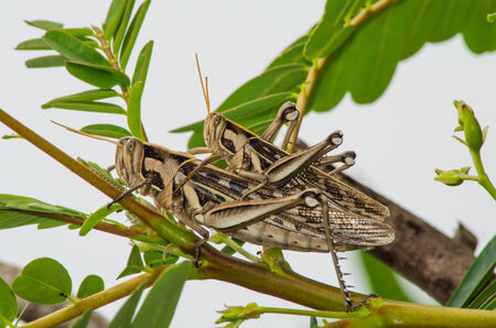 grasshopper on a branchの写真素材