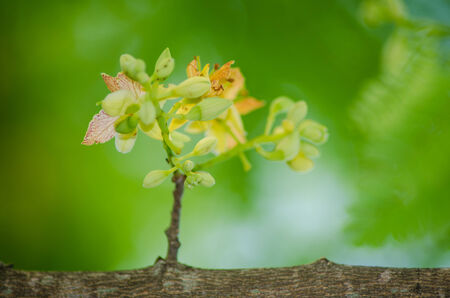Flowers of tamarindの写真素材
