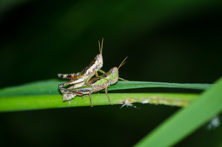 grasshopper on green leaf 