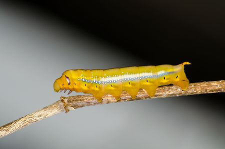 worm