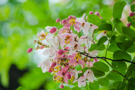 pink flowersの写真素材