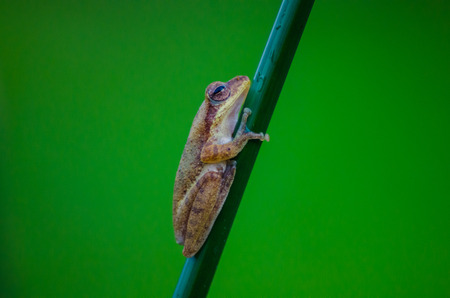 Frogの写真素材