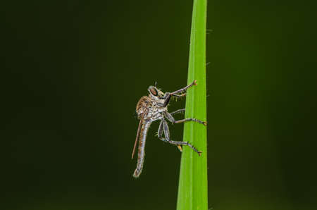 insectsの写真素材