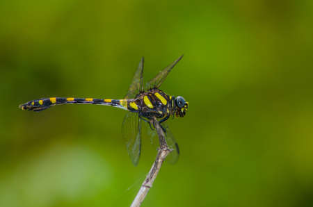 insectの写真素材