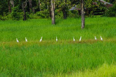 Birds on a ridge in Thailand