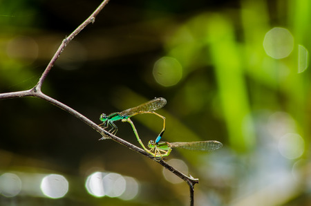 Dragonfly matingの写真素材