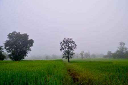 Rice fields in the morningの写真素材