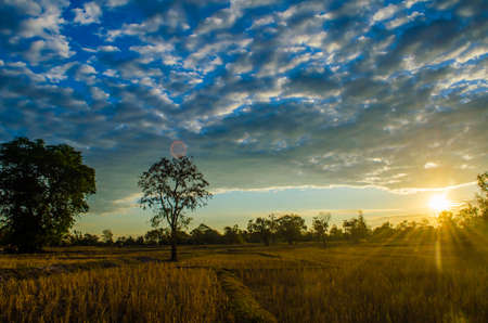 Morning field