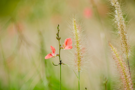 Flowers and grassの写真素材