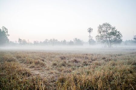 Foggy morning on field