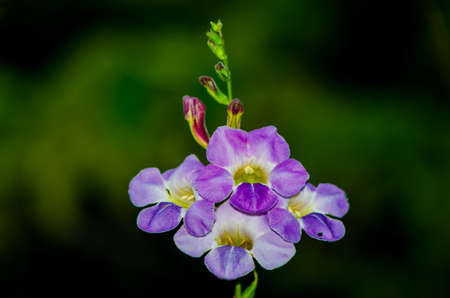 wildflowersの写真素材